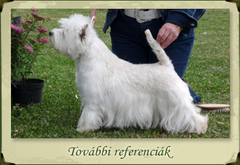 Kutyakozmetika Győrben