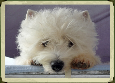 Westie kölyök, kiskutya, Győr, Ryll'Charisma 
kennel, west highland white terrier