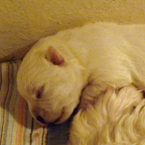West Highland White Terrier (Westie) Puppy